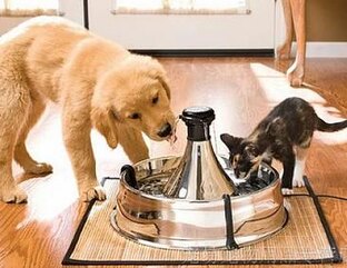 Для кошек и собак