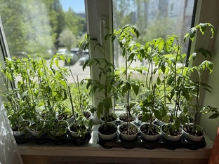 🍅 Помидорные хлопоты: от семечка до урожая