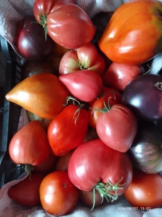 Опыт раннего урожая удался на славу!