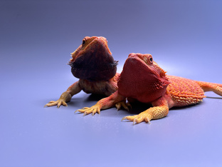 Фёдор и Диана❤