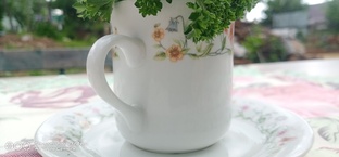 Чаепитие в саду