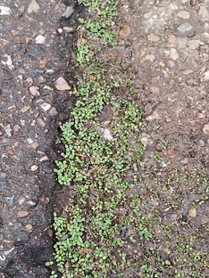 Лекарственные снадобья для растений. 