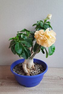 Мои цветы, суккуленты, садоводство