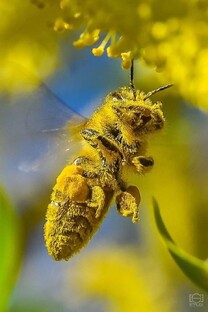 Что такое пчела? 