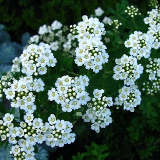 Все о растениях