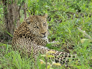 Южная Африка, Лимпопо До Востребования