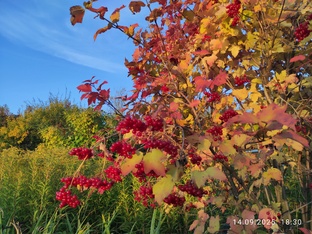 Осенние хлопоты