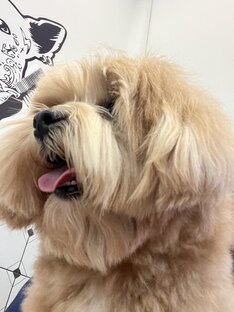 Груминг салон Линька 