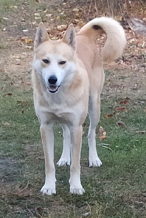 В мире животных