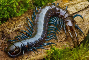 Сколопендры видео