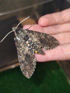 🌿Разведение табачного бражника 🌿