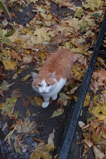 Пятницкое кладбище. Неизвестные известные.