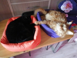 Котики наше все!