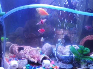 Аквариумистика