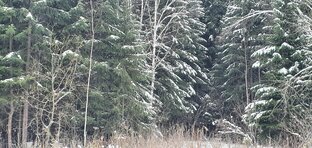 Однажды зимой.