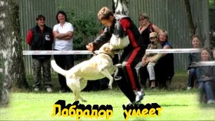 Проблемы в поведении собак
