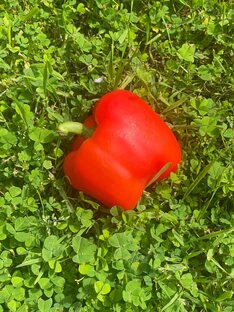 Полезные продукты