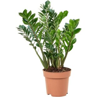 Замиокулькас