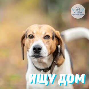 Собаки ищут дом