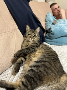 Котики