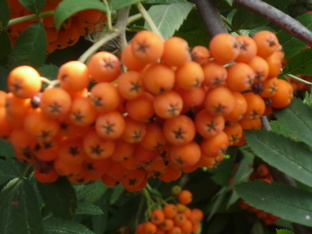 Наследие старого сада