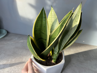 Сансевиерия SNOW WHITE 