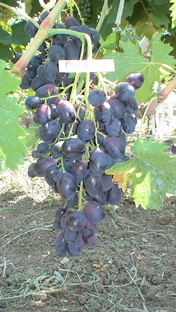  болезни винограда.