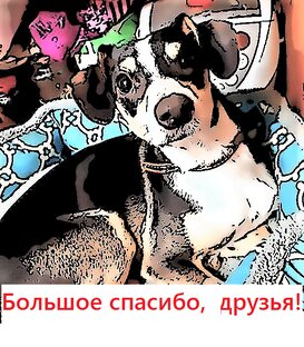 группы помощи нашим животным в мессенджере