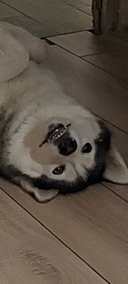 мои хасочки