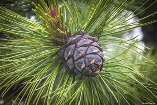 Ответы на вопросы