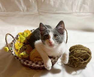 Котенок по имени Гав