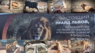 Земля Прайда. Парк Львов.