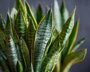 ЩУЧИЙ ХВОСТ