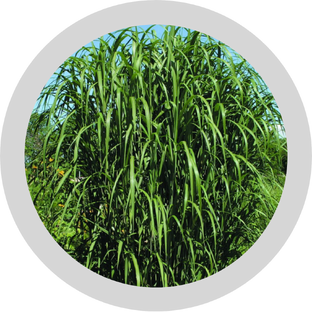 Озеленение и благоустройство