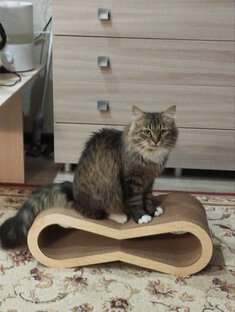 😻 Кто в доме хозяин -1