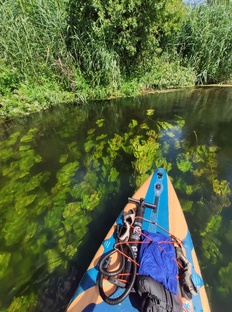 Сапбординг