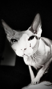 Донской сфинкс Тиффани 