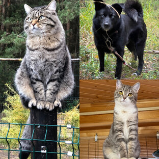 Истории питомцев