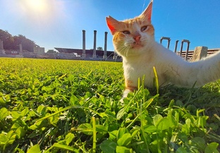 Кошки гордые и свободные