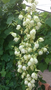 О человеческих чувствах