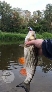 Короткие ролики Shorts