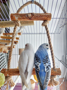 Наши товары для попугаев
