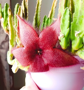 Мои стапелии, орбии, гуэрнии и тд