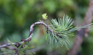 Бонсай Германия