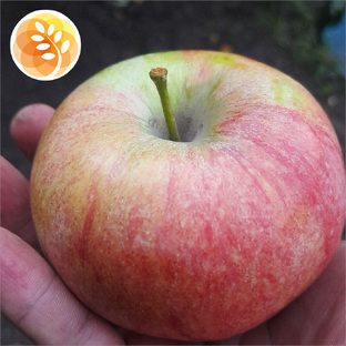 Яблони среднего срока созревания