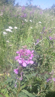 Фенологические наблюдения