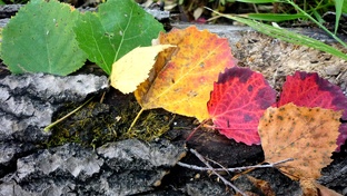 Охота - природа Сибири!