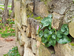 Зима в Израиле 