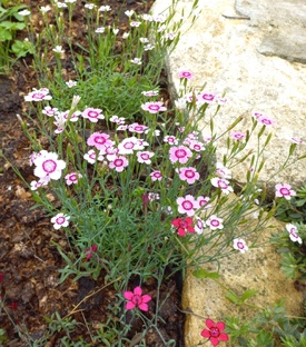 Неприхотливые многолетники для сада