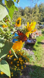 О комнатных растениях